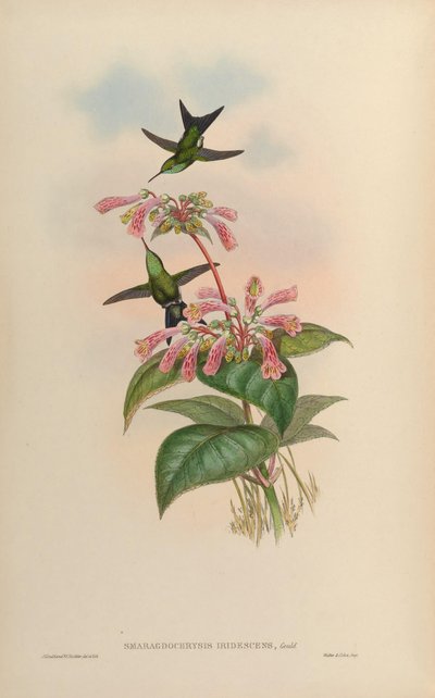 Smaragdochrysis iridescens = Chlorostilbon aureoventris X Calliphlox amethystina - John Gould